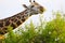 Massai-Giraffe in Tsavo East National Park, Kenya, Africa