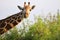 Massai-Giraffe in Tsavo East National Park, Kenya, Africa