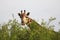 Massai-Giraffe in Tsavo East National Park, Kenya, Africa