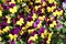 Massed Flowerbed of yellow and Purple Violas