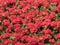 Masses of red Mediterranean geraniums.