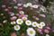 Masses of small pink and white daisies