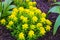 Masses of tiny, star-shaped flowers adorn this quick-growing, low-spreading ground cover. Green leaves are succulent, fleshy,