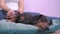 Masseur providing the massage session for cute black and tan dachshund lying