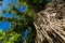 A massive 600-year old Balete Tree in the town of Maria Aurora next to Baler. Known locally as the Millenium Tree