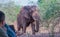 Massive African bull elephant walks through tented camp