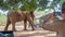 Massive African bull elephant walks through tented camp