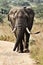 A massive African elephant with two sterling birds perched atop