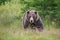 Massive aggressive male brown bear. ursus arctos. front view on summer meadow and forest in background.