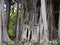 Massive ancient banyan tree with complex joined trunks and branches in a jungle environment