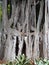 Massive ancient banyan tree with complex joined trunks and branches in a jungle environment