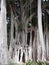 Massive ancient banyan tree with complex joined trunks and branches in a jungle environment