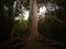 Massive ancient native endemic Podocarpus Totara tree trunk at The Big Tree Walk in Peel Forest Canterbury New Zealand