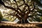 A massive, ancient oak tree with gnarled branches, standing as a testament to the resilience of nature