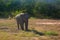 Massive Asian bull elephant walks through the field in National Park Yala, SriLanka, Asia. landscape  photography