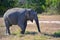 Massive Asian bull elephant walks through the field in National Park Yala, SriLanka, Asia. landscape  photography
