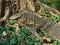 Massive Asian water monitor lizard spotted in Lumpini Park in Bangkok