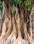 Massive Banyan Tree in Cartegena