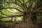 Massive Banyan Tree in Maui