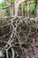 Massive banyan tree root system in rain forest, Sang Nae Canal Phang Nga