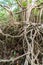 Massive banyan tree root system in rain forest, Sang Nae Canal Phang Nga, Thailand