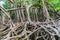 Massive banyan tree root system in rain forest, Sang Nae Canal Phang Nga, Thailand