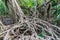 Massive banyan tree root system in rain forest, Sang Nae Canal Phang Nga, Thailand