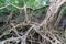 Massive banyan tree root system in rain forest, Sang Nae Canal Phang Nga, Thailand