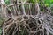 Massive banyan tree root system in rain forest, Sang Nae Canal Phang Nga, Thailand