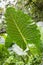 Massive big leaf in nature