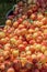 Massive boxes full of freshly harvested cherries being sold at a local market