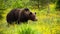 Massive brown bear male looking aside in springtime