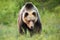 Massive brown bear walking on meadow in summer nature