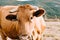 Massive brown cow with big horns looking straight to camera