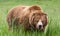 Massive brown grizzly bear in tall green grass