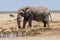 Massive Bull elephant approaching the waterhole