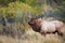 Massive Bull Elk