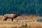 A Massive Bull Elk Bugling in a Mountain Meadow During the Fall Rut