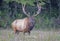 Massive Bull Elk, with huge antlers stands in a grassy field.