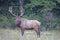 Massive Bull Elk, with massive antlers looking over his shoulders.