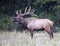 Massive Bull Elk, with massive antlers stands in a fild of grass bugling.