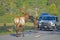 Massive Bull Elk, is walking after his females around cars in Cataloochee.