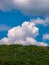 Massive cloud - towering cumulus - forming in the blue sky over hill with forest