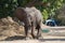 Massive confident elephant strolling through Nyamepi campsite in Mana Pools