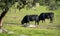 Massive dark black bulls profile view over the grass