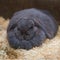 Massive dewlap on a fat sleeping rabbit