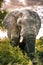 Massive Elephant Bull in Africa`s wilderness, Kruger National Park, ZA