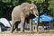 Massive elephant walking through Nyamepi campsite tents