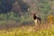 Massive fallow deer stag looking back on hill in autumn nature