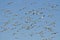 Massive Flock of Snow Geese Flying In a Blue Sky